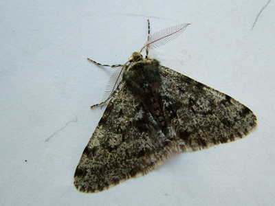 Pale Brindled Beauty